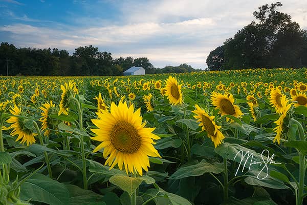 Grinter Farms Sunflowers