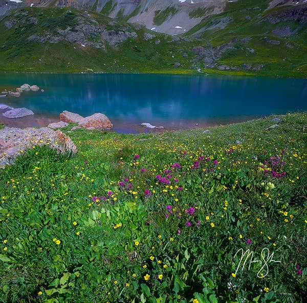 Ice Lake Wildflowers