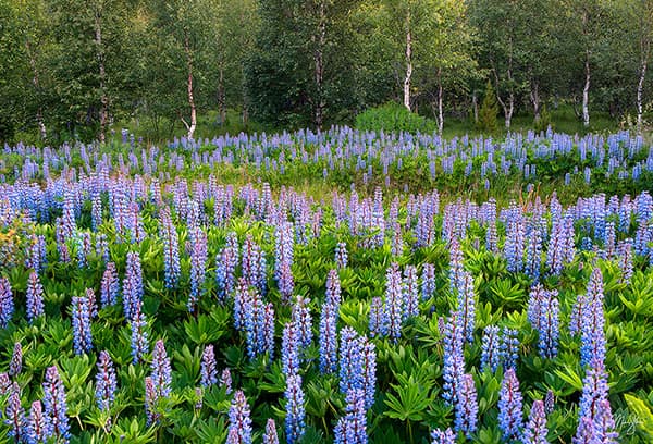 Iceland Photography