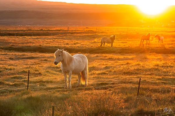 Icelandic Horses