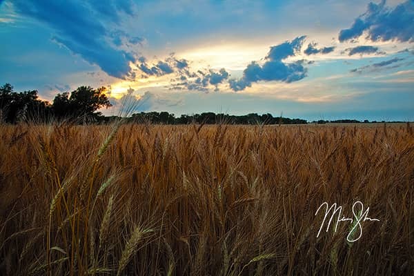 Kansas Wheat and Sunset