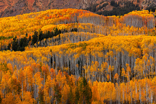 Kebler Pass Autumn Aspens