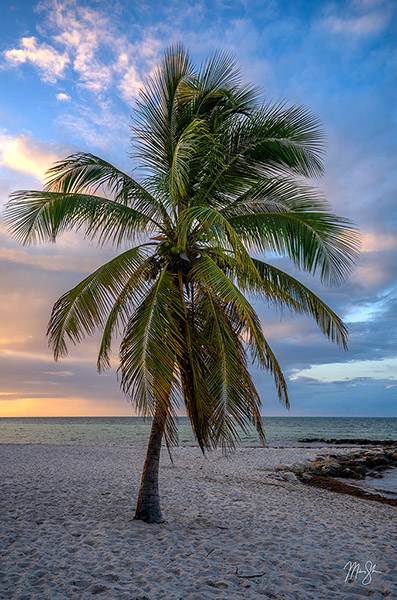 Key West Palm Tree Sunrise