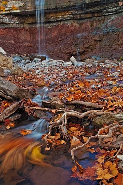 Leaves of Fallen Gold