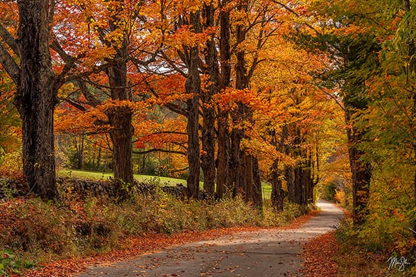 Lovers Lane Autumn Gold
