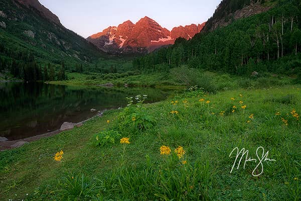 Maroon Bells Wildflower Sunrise