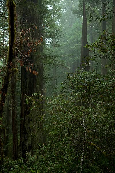 Mist in the Redwoods