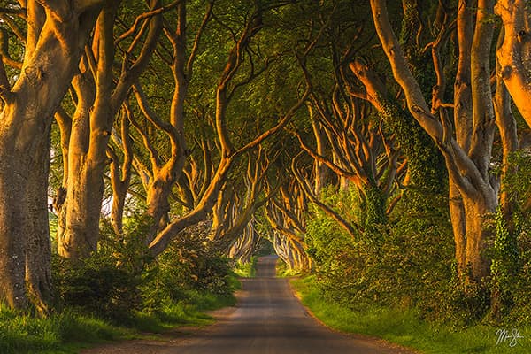 Morning at the Dark Hedges