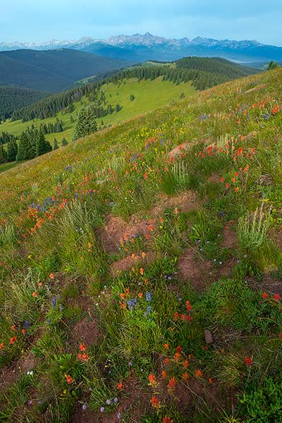 Mount of the Holy Cross Wildflower View