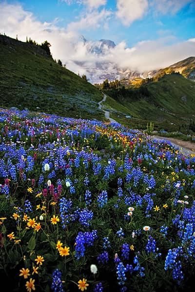 Mount Rainier Wildflowers