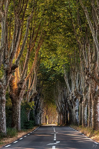 Napoleons Path: Provence Tree Lined Road