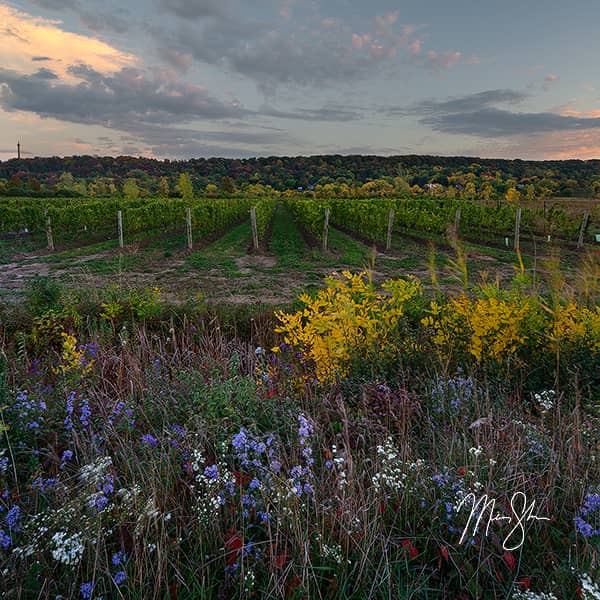 Niagara Vineyard Sunset