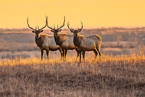 North Central Kansas Photography