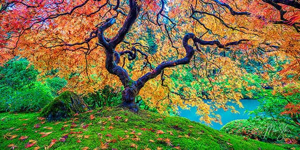 Oregon Photography For Sale | Japanese Maple Trees, Pacific Northwest Waterfalls and more