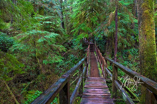 Pacific Rim Rainforest Trail