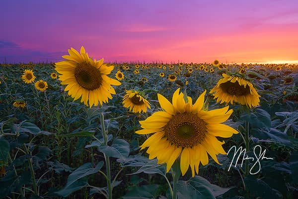 Pastel Sunflower Sunset