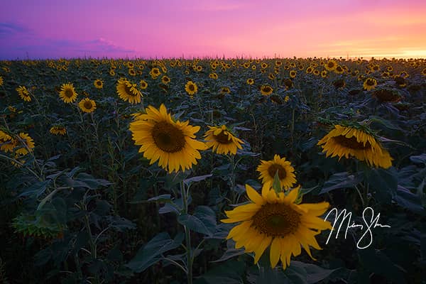 Pilsen Sunflower Sunset