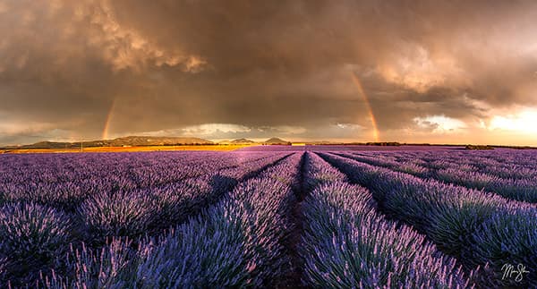 Provence Lavender Rainbow