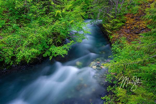 Rainforest Rapids