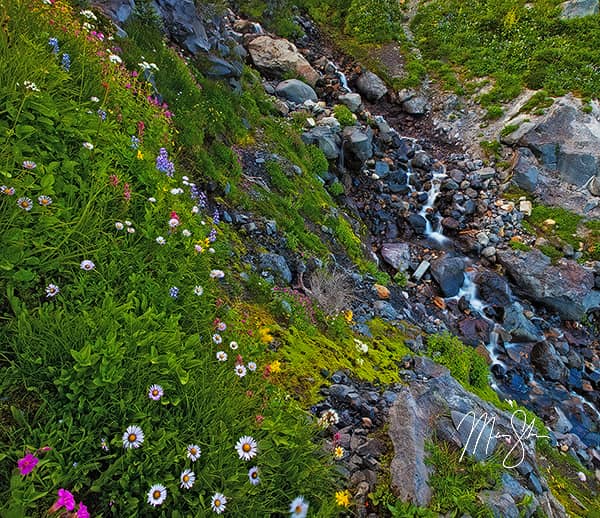 Rainier Flowers Stream