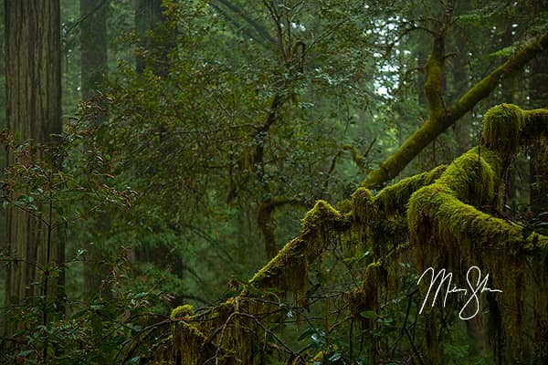 Redwood Forest