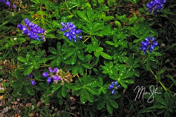 Revelstoke Flowers