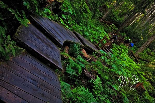 Revelstoke Giant Cedars Boardwalk Trail