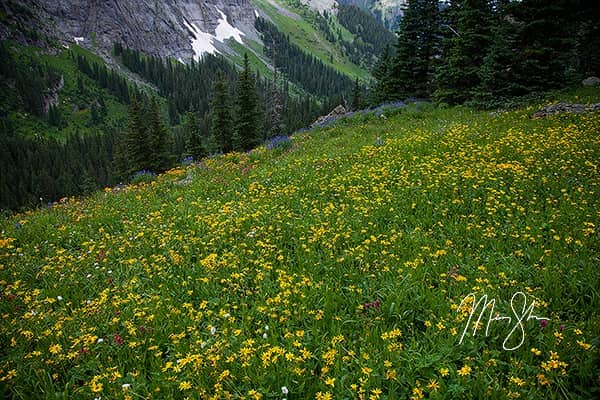 San Juans Wildflowers