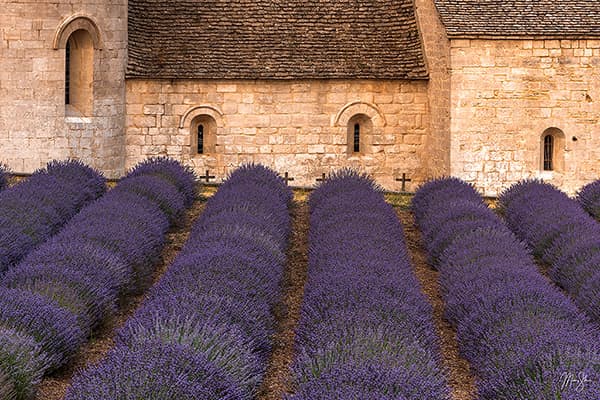 Senanque Abbey Lavender