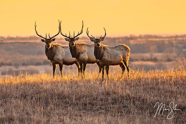 Sentinels of the Prairies