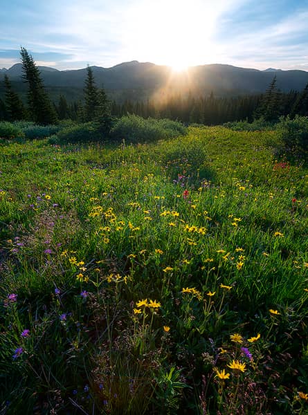 Shrine Ridge Wildflower Sunburst