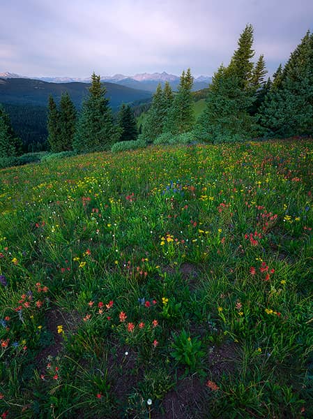 Shrine Ridge Wildflowers