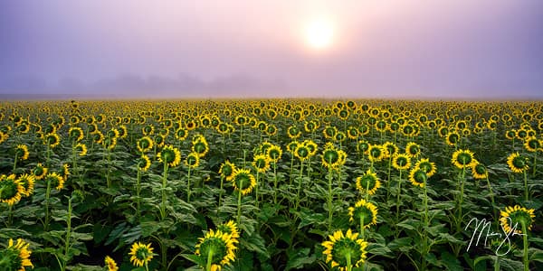 Silence of the Sunflowers