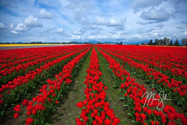 Skagit Valley Tulip Festival