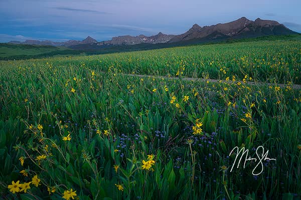 Sneffels Sunflowers at Blue Hour