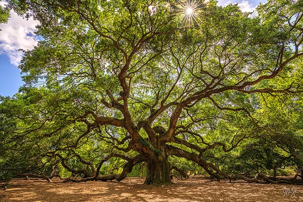 South Carolina Photography