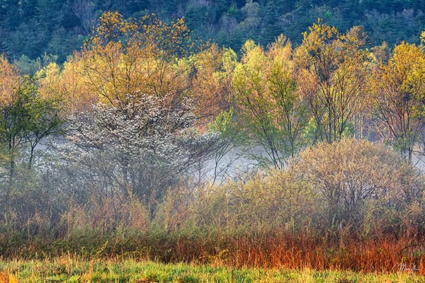 Spring Dogwoods in Cades Cove