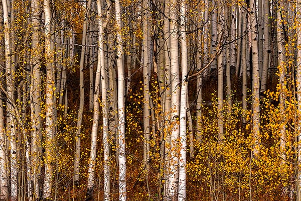 Stillness of October