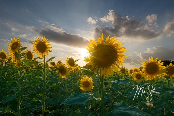 Sunburst Sunflowers