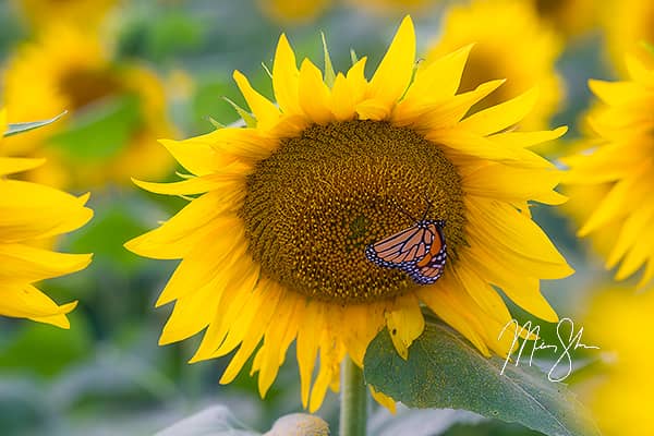 Sunflower Butterfly