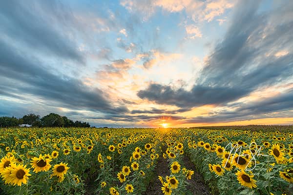 Sunflower Encore