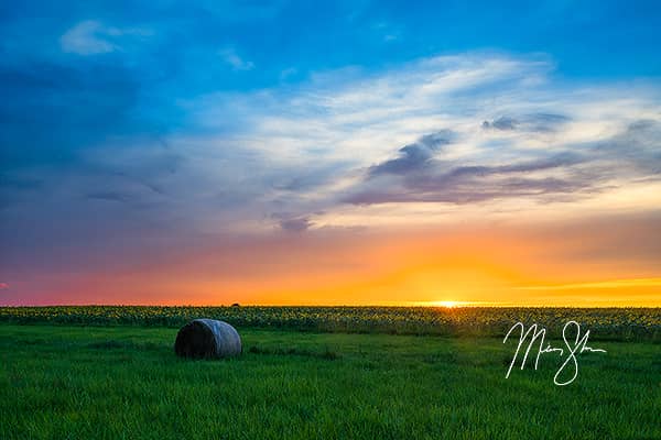 Sunflower Field Starburst Sunset