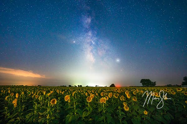 Sunflower Milky Way