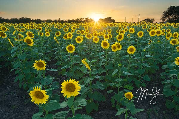 Sunflower State Sunset