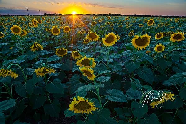 Sunflower Sunset