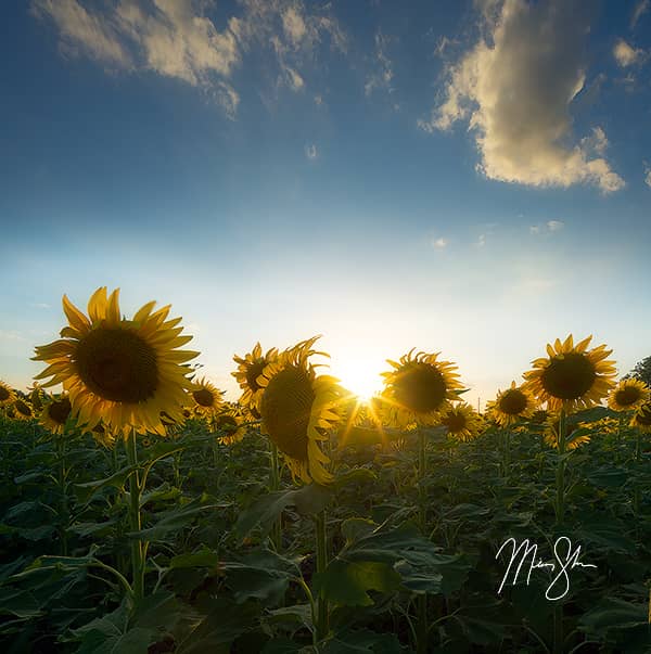 Sunflowers and Sky