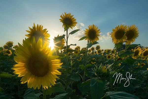 Sunflowers and Sunlight