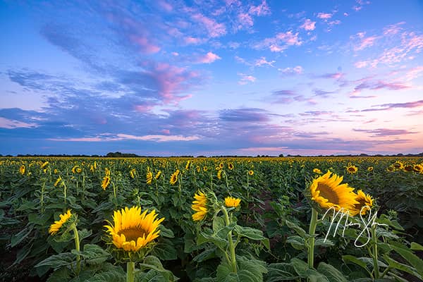 Sunflowers at Attention