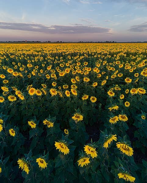 Sunrise from above the Sunflowers