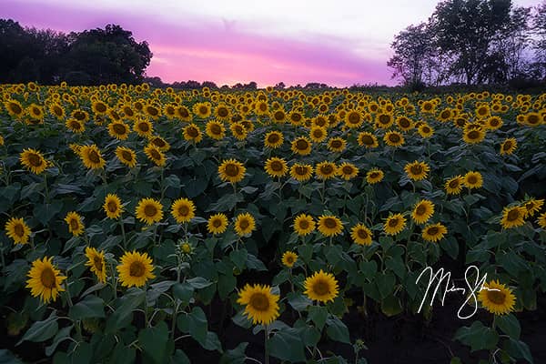 Sunset Over Grinter Farm Sunflowers